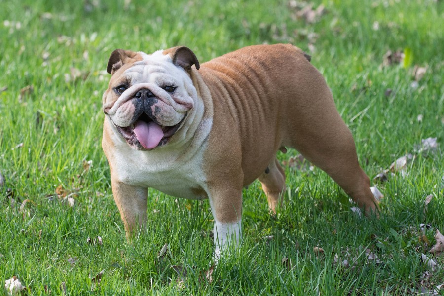 Buldog Angielski Opis Rasy Psa Wygl d I Charakter Podaj ap 