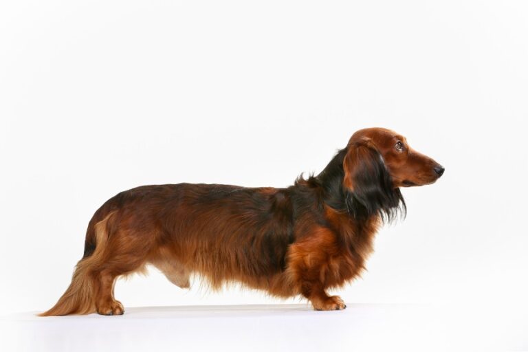 Jamnik długowłosy standardowy - opis rasy, wygląd i charakter - Podaj Łapę